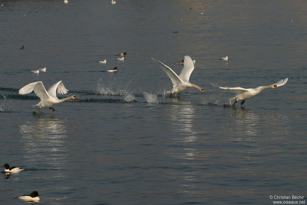 Mute Swan