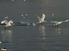 Mute Swan