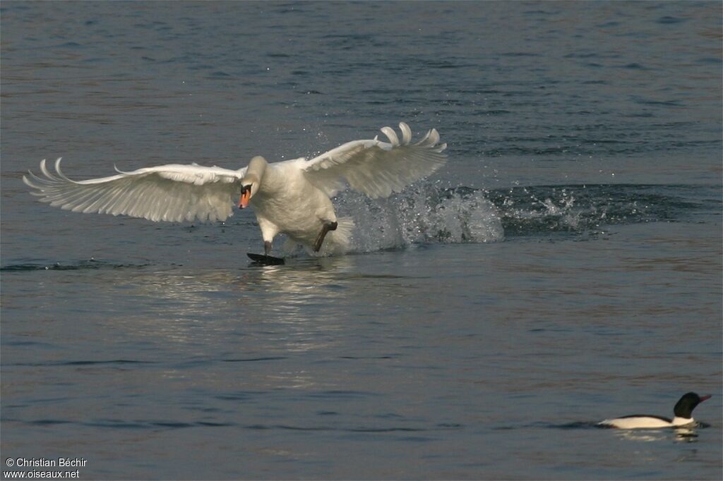 Mute Swan