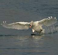 Cygne tuberculé