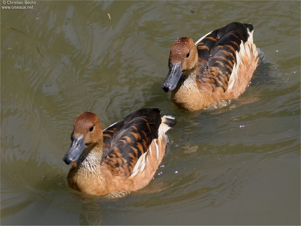 Dendrocygne fauve