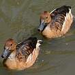 Dendrocygne fauve