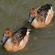 Fulvous Whistling Duck