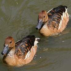 Dendrocygne fauve