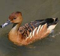 Fulvous Whistling Duck