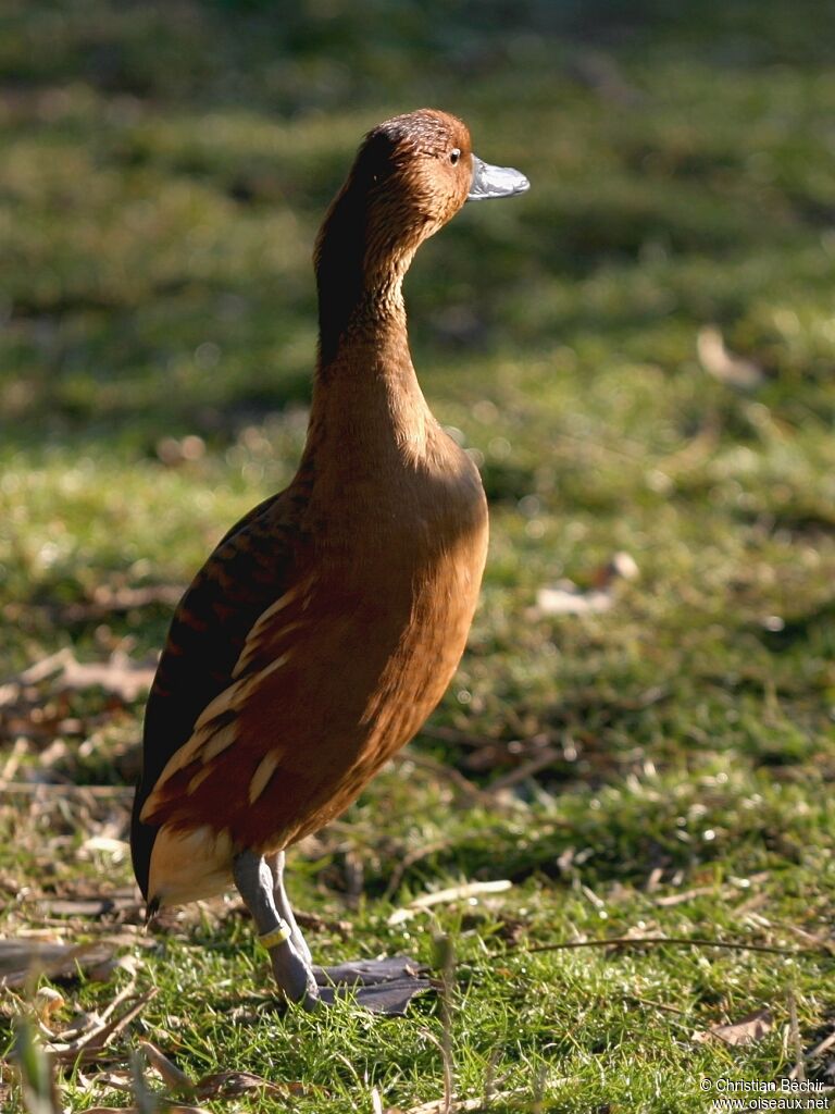 Dendrocygne fauve