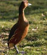 Fulvous Whistling Duck