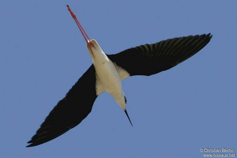 Échasse blanche