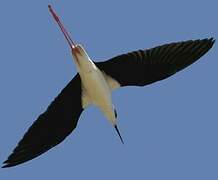 Black-winged Stilt