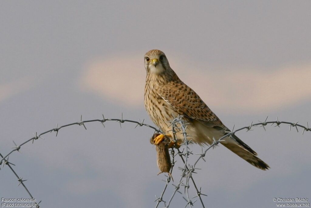 Common Kestrel