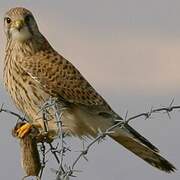 Common Kestrel