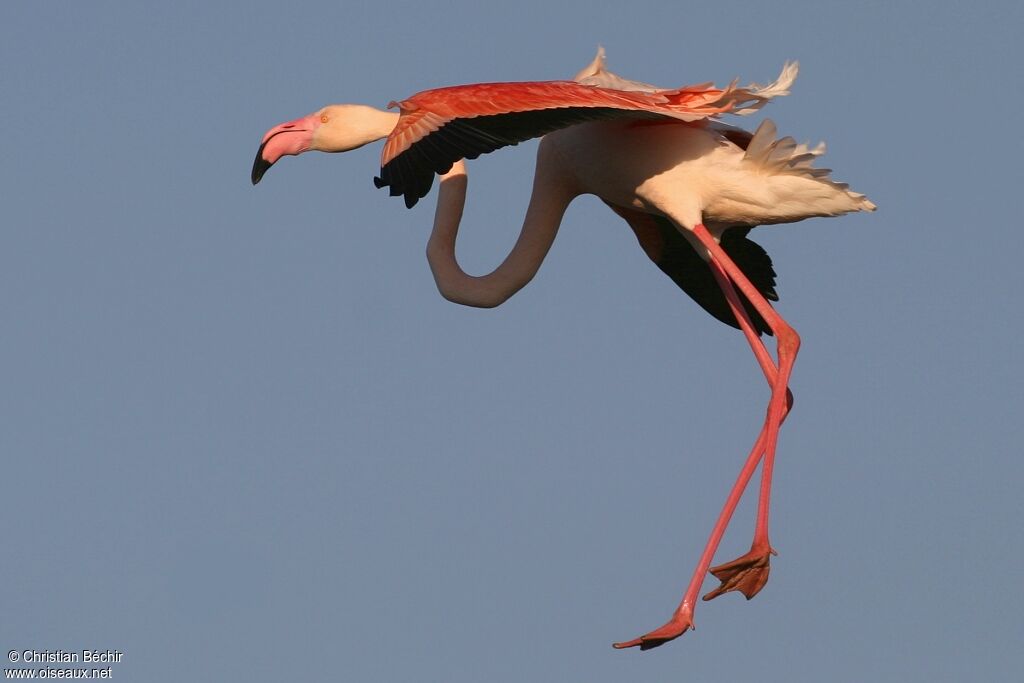 Flamant rose