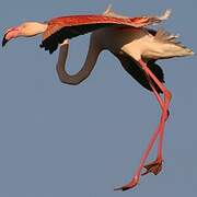 Greater Flamingo