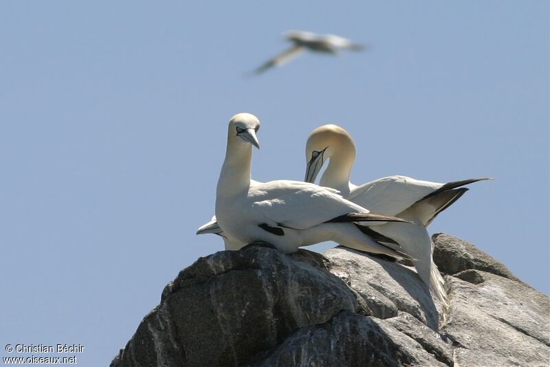 Northern Gannet