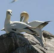 Northern Gannet