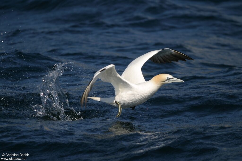 Northern Gannet