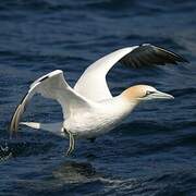 Northern Gannet