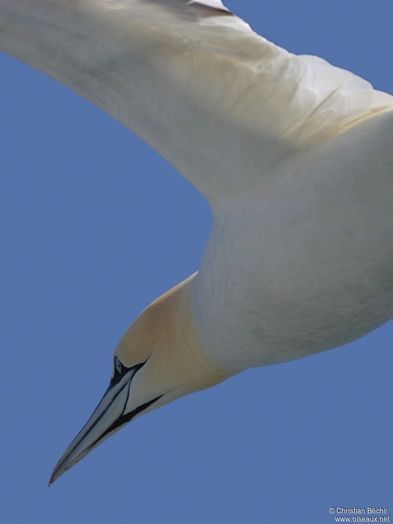 Northern Gannet