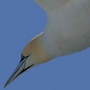 Northern Gannet