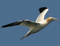 Northern Gannet