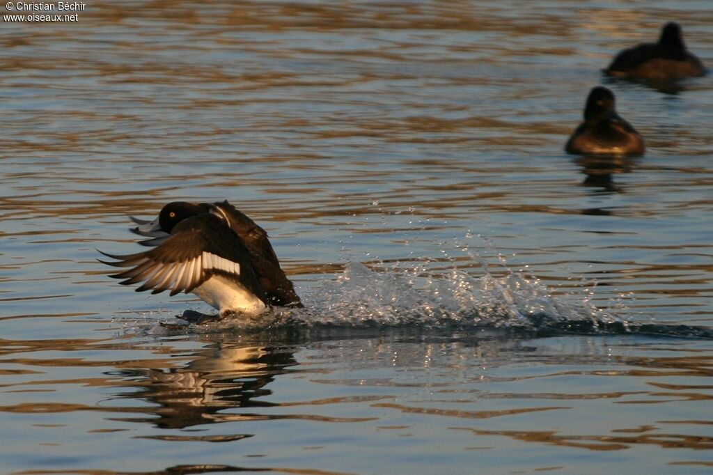 Tufted Duck