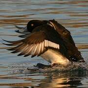 Tufted Duck