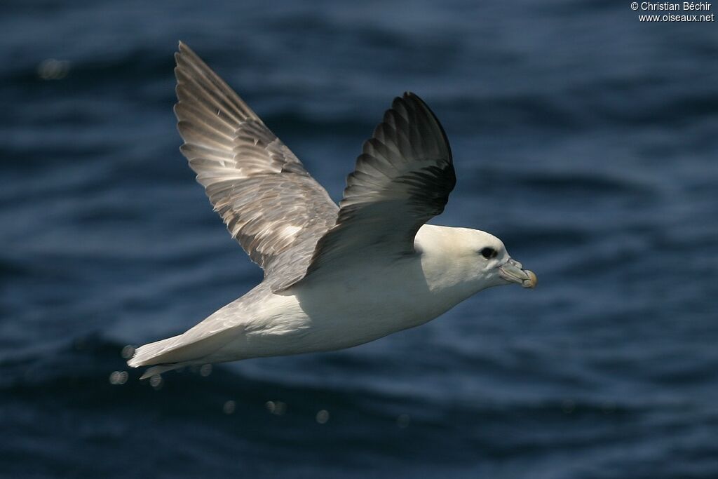 Fulmar boréal