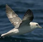 Northern Fulmar