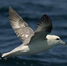 Fulmar boréal