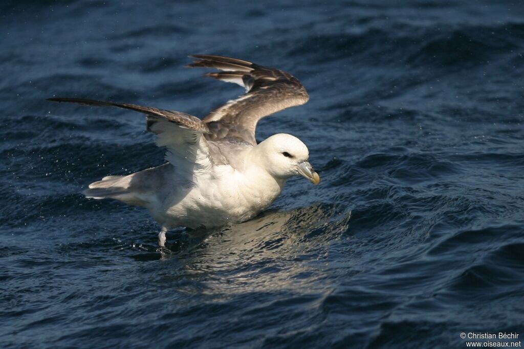 Fulmar boréal