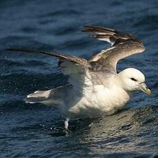 Fulmar boréal