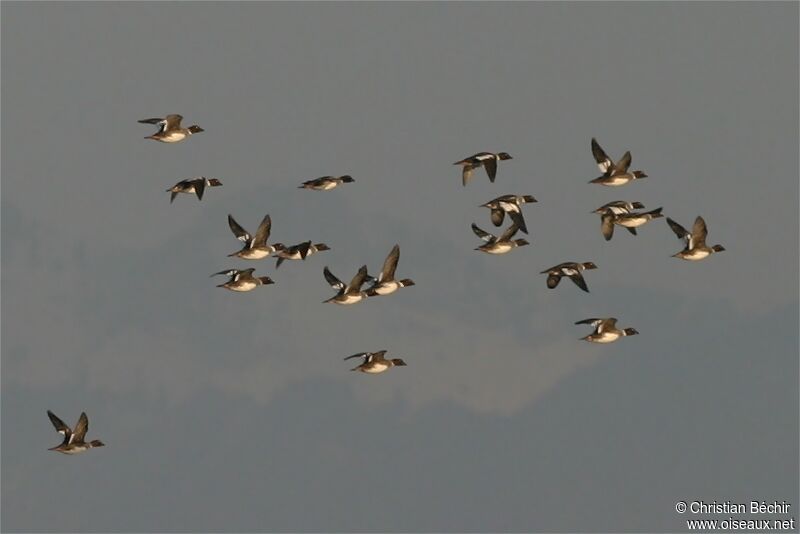 Common Goldeneye