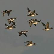 Common Goldeneye