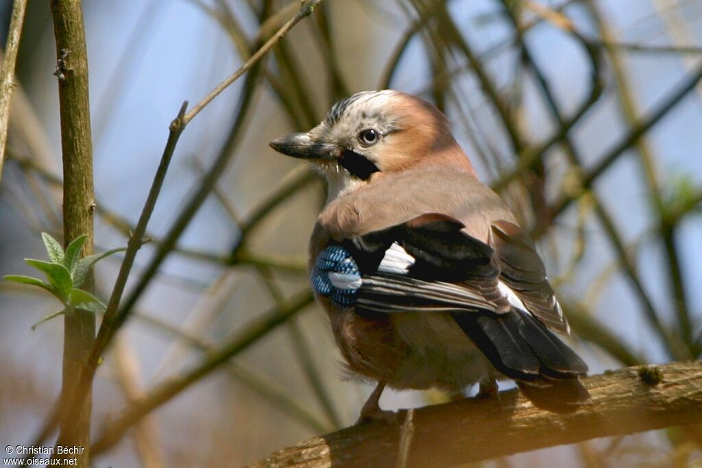 Eurasian Jay