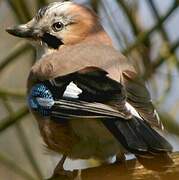 Eurasian Jay