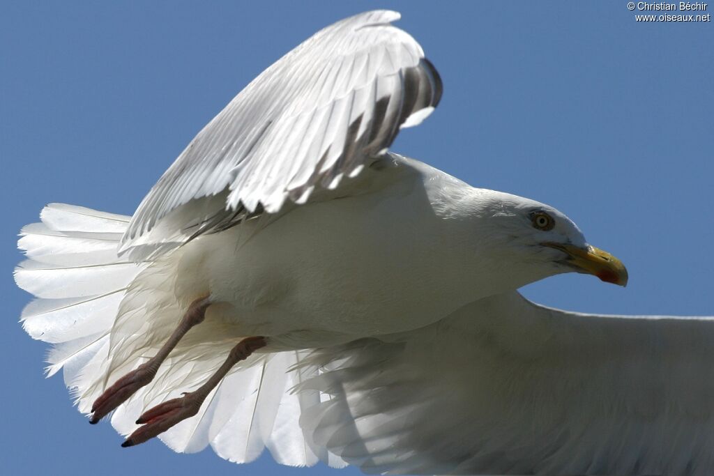 European Herring Gull