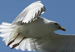 European Herring Gull