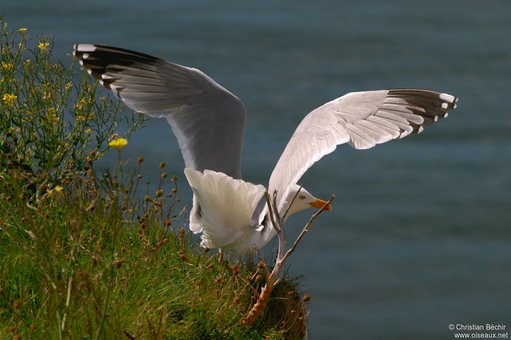 European Herring Gull