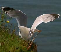 European Herring Gull