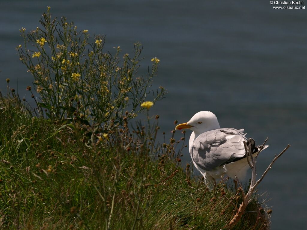 European Herring Gull