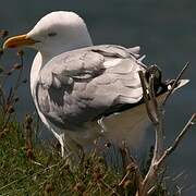 European Herring Gull