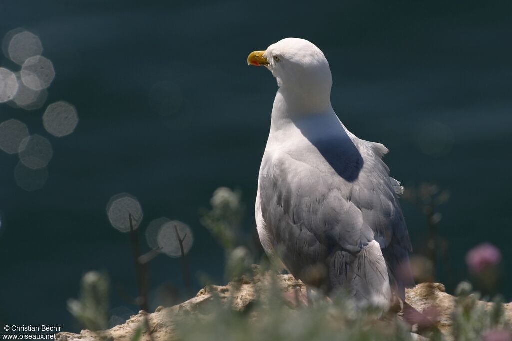 European Herring Gull