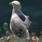 European Herring Gull