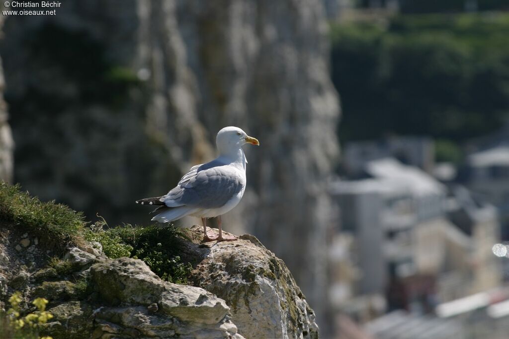 European Herring Gull