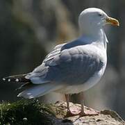 European Herring Gull