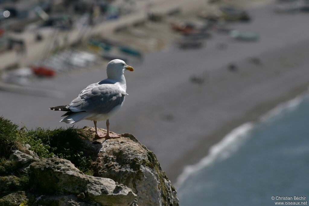 European Herring Gull