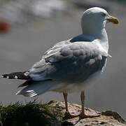 European Herring Gull