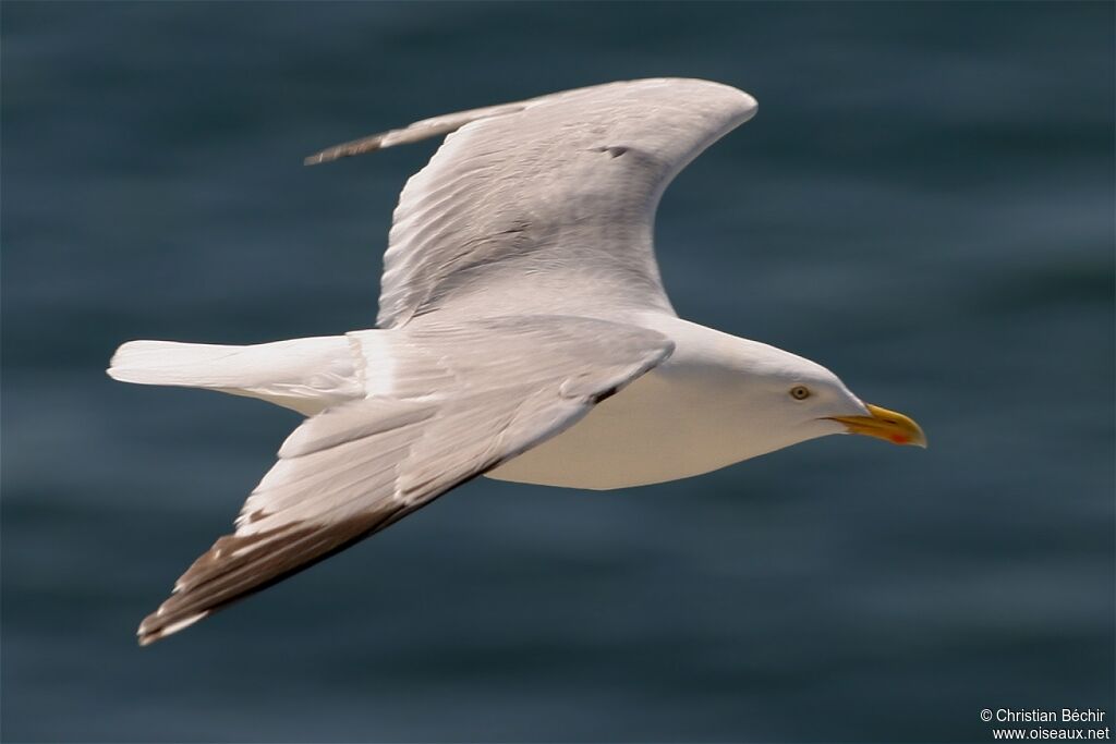 European Herring Gull