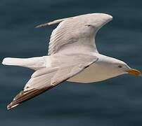 European Herring Gull