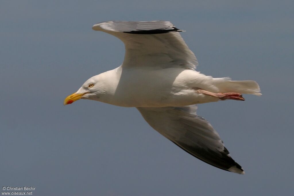 European Herring Gull